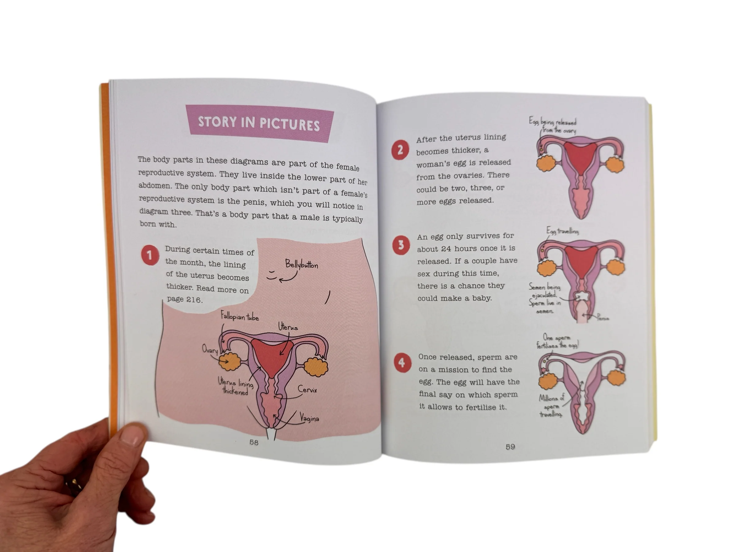 Where Do Babies Come From? - Image 2